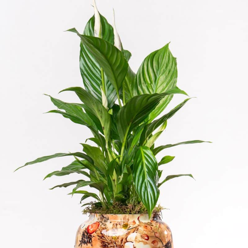 Spathiphyllum with Metal Planter - 70 cm Tall