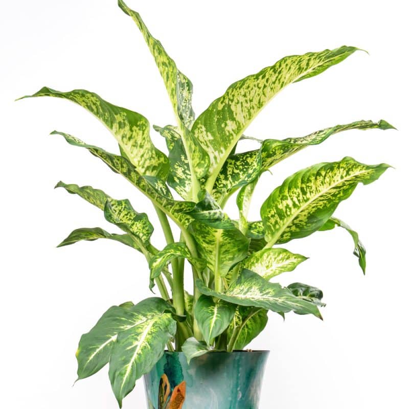 Dieffenbachia in Metal Pot - 85 cm Height