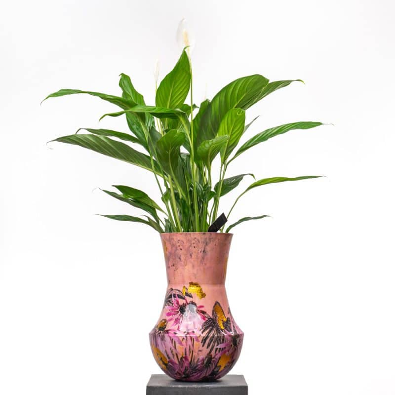 Spathiphyllum in Metal Pot - 100 cm Height