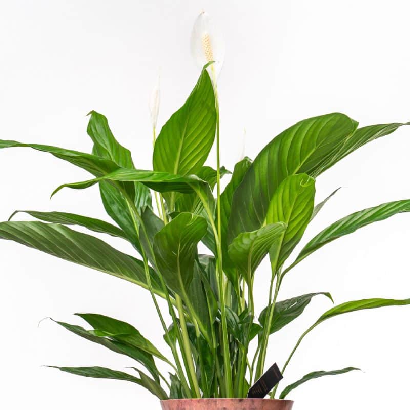 Spathiphyllum in Metal Pot - 100 cm Height