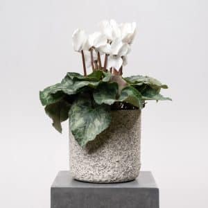 Cyclamen