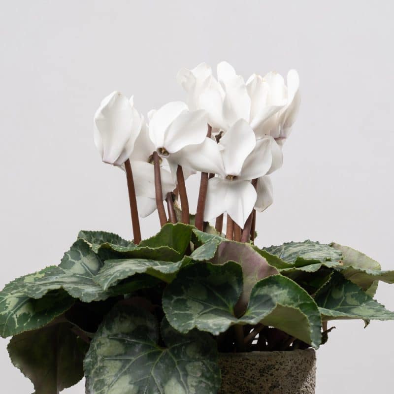 White Cyclamen in Ceramic Pot - 65 cm Height