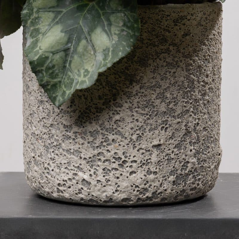 White Cyclamen in Ceramic Pot - 65 cm Height