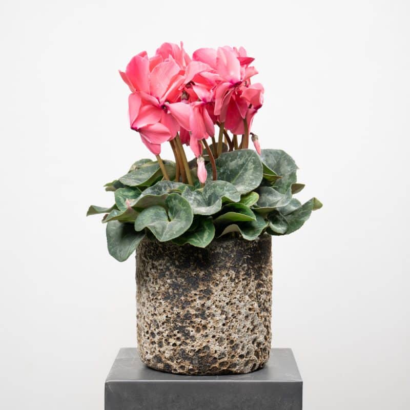 Pink Cyclamen in Ceramic Pot