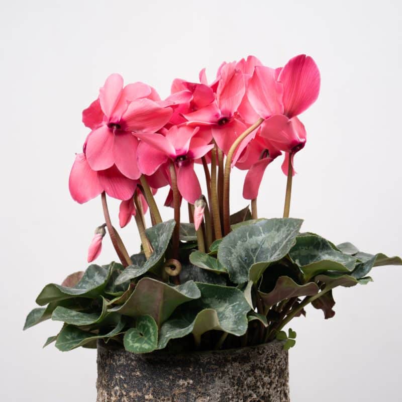 Pink Cyclamen in Ceramic Pot - 65 cm Height