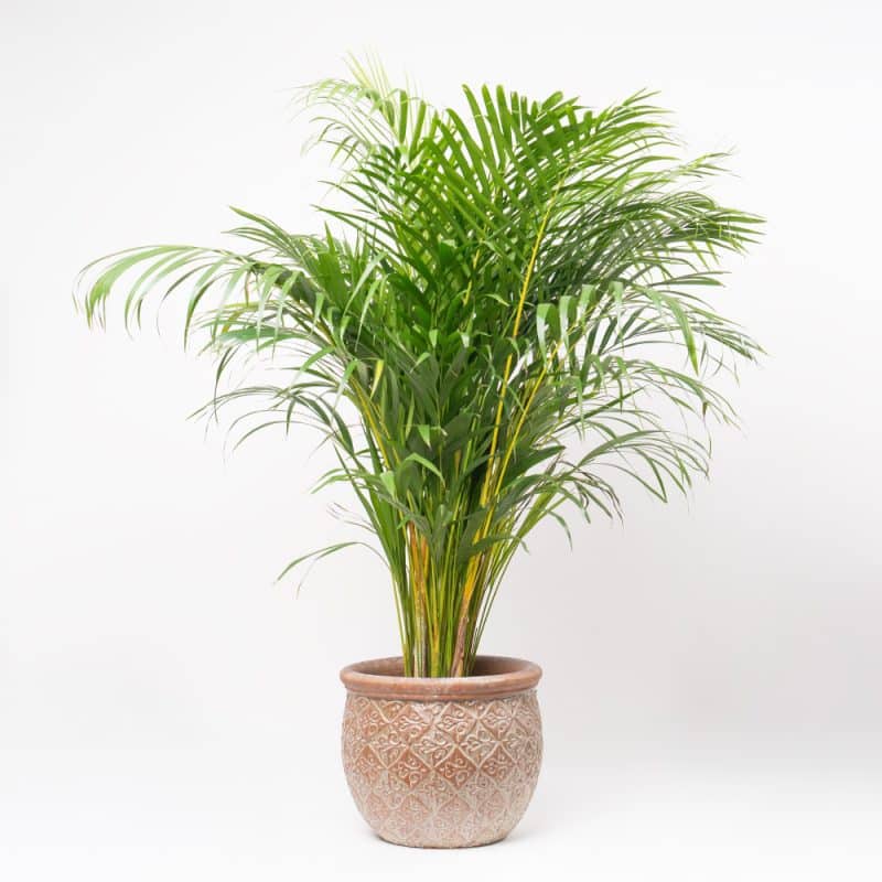 Dypsis Lutescens in Ceramic Pot - 110 cm Height