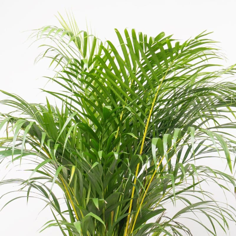 Dypsis Lutescens in Ceramic Pot - 110 cm Height