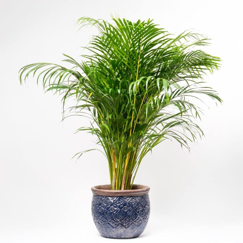 Dypsis Lutescens in Texture Ceramic Pot