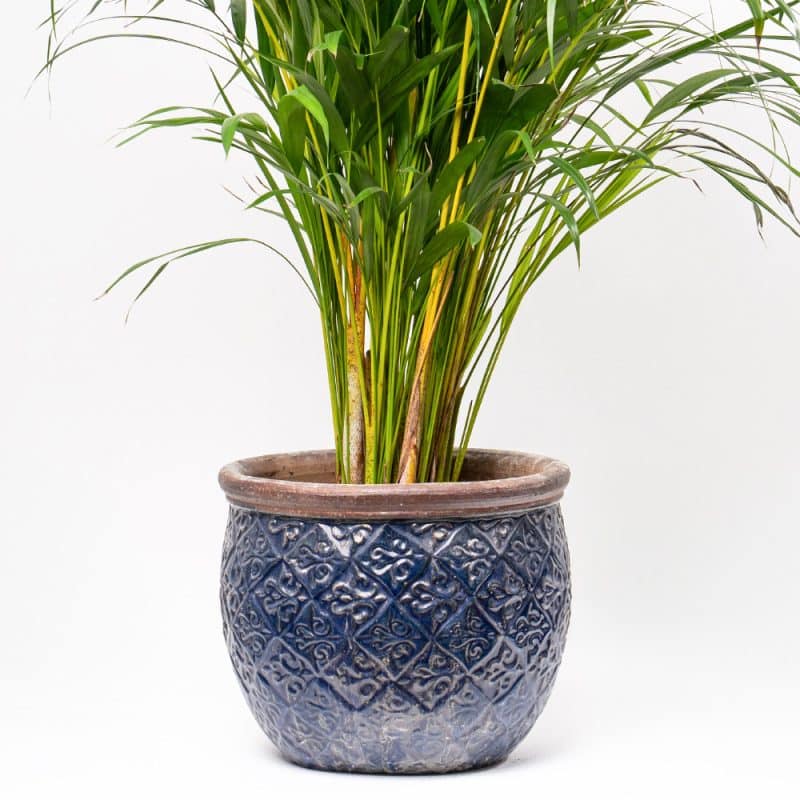 Dypsis Lutescens in Texture Ceramic Pot - 110 cm Height