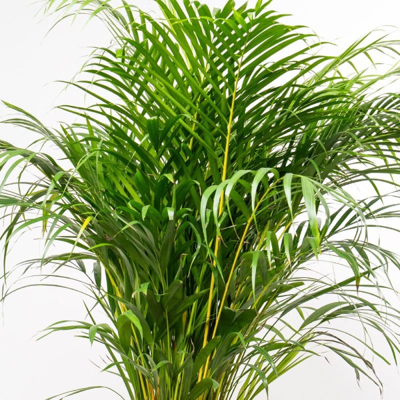 Dypsis Lutescens in Texture Ceramic Pot - 110 cm Height