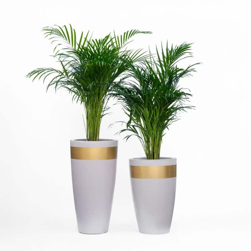 Areca Palm in a Pot