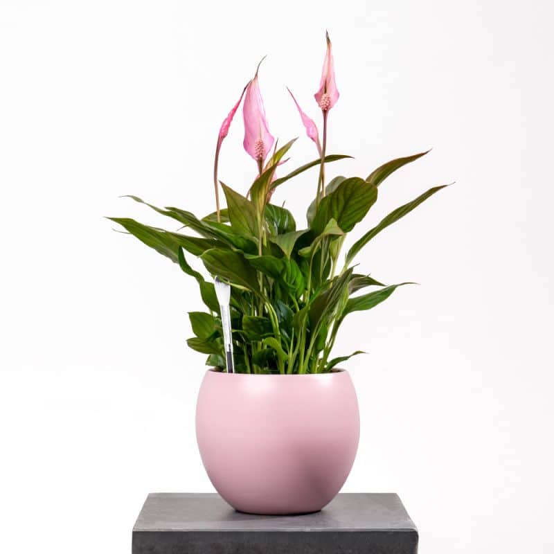 Spathiphyllum Plant in Elegant Ceramic Pot (H-45cm)