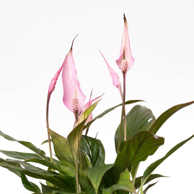 Spathiphyllum with Pink Ceramic Pot - 45 cm Height