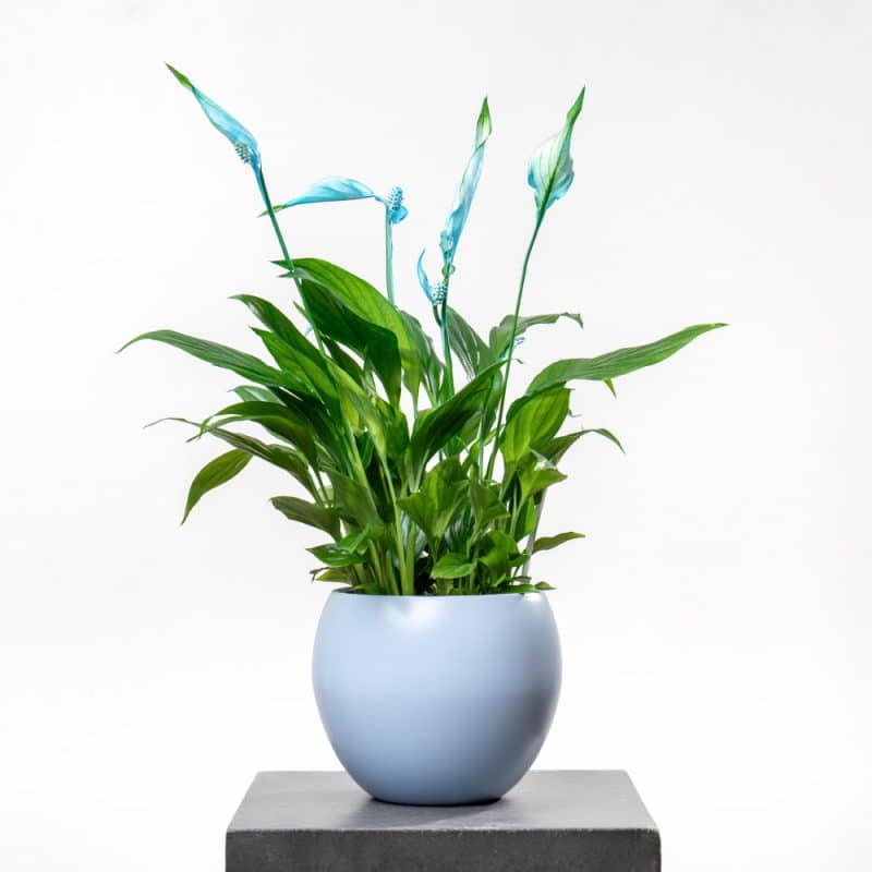 Spathiphyllum with Blue Ceramic Pot - 45 cm Height