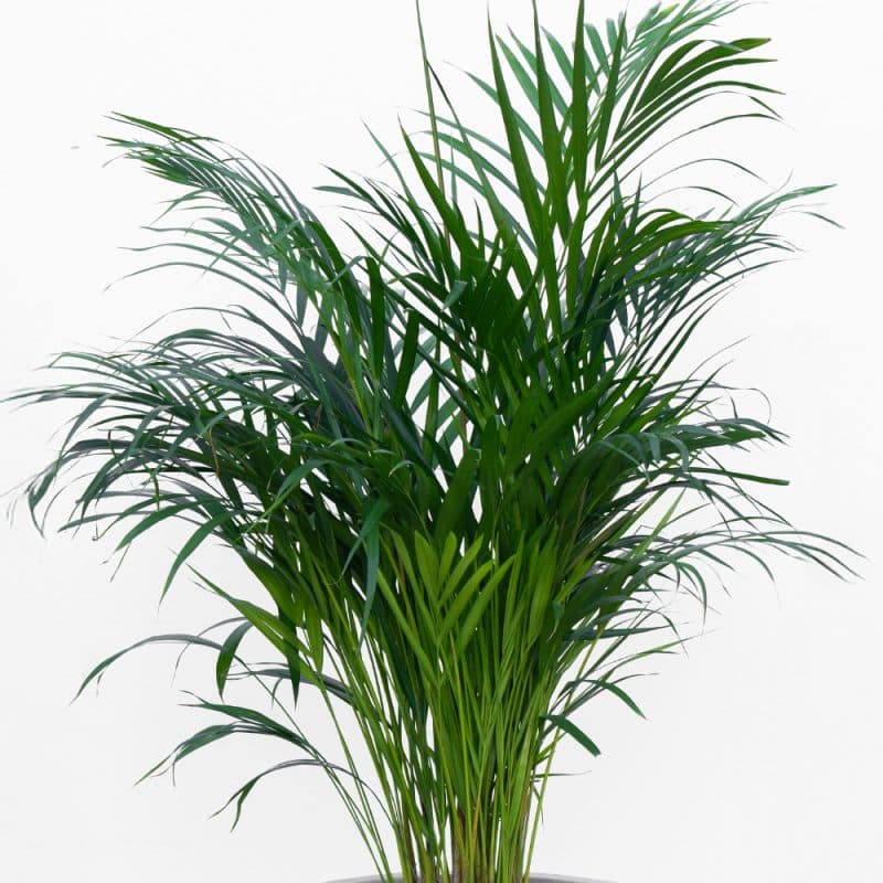 Areca Palm in a Stylish Pot