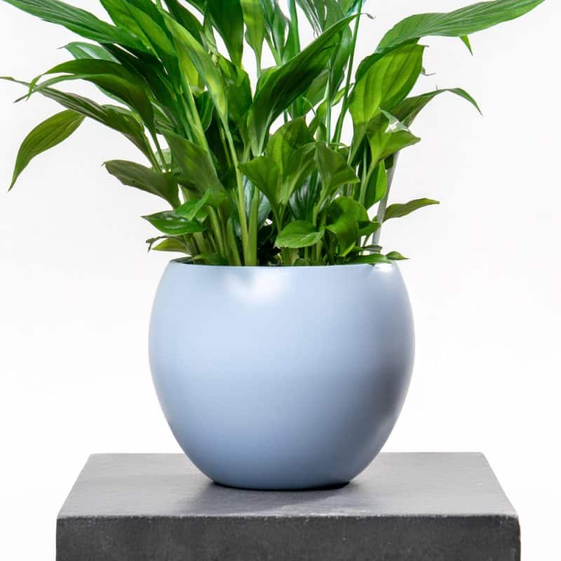 Spathiphyllum with Blue Ceramic Pot - 45 cm Height