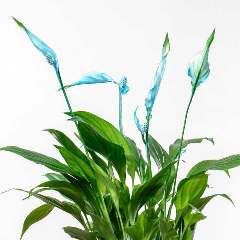 Spathiphyllum with Blue Ceramic Pot - 45 cm Height