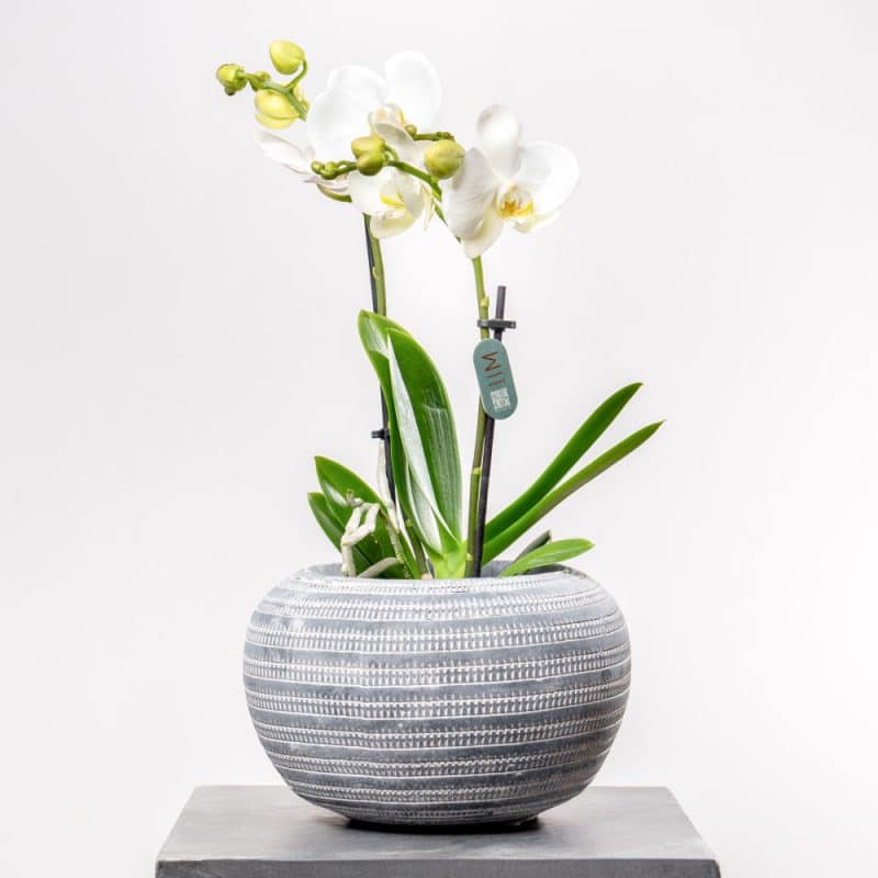 Phalaenopsis Orchid with Stylish Patterned Planter (H 38cm)