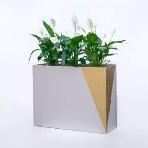 Spathiphyllum (Peace Lily) in MDF Rectangular Planter - Golden Decorative