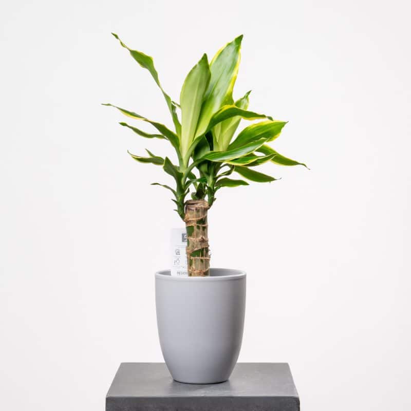 Elegant Dracaena Plant in Ceramic Pot