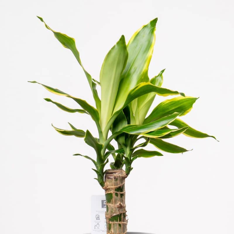 Elegant Dracaena Plant in Ceramic Pot (H-45cm)