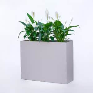 Spathiphyllum (Peace Lily) in MDF Rectangular Planter