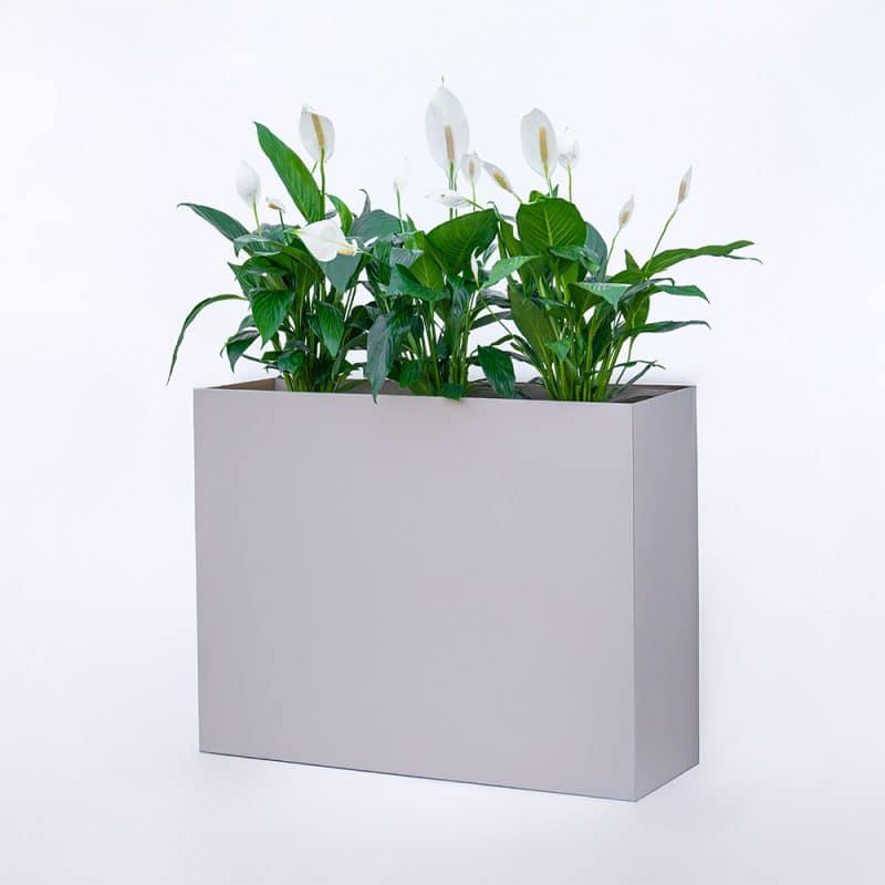 Spathiphyllum (Peace Lily) in MDF Rectangular Planter