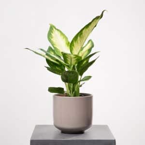 Dieffenbachia in Ceramic Pot - Height 35 cm