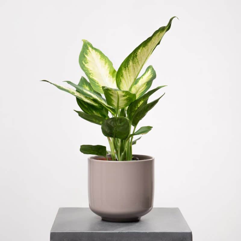 Dieffenbachia in Ceramic Pot - Height 35 cm