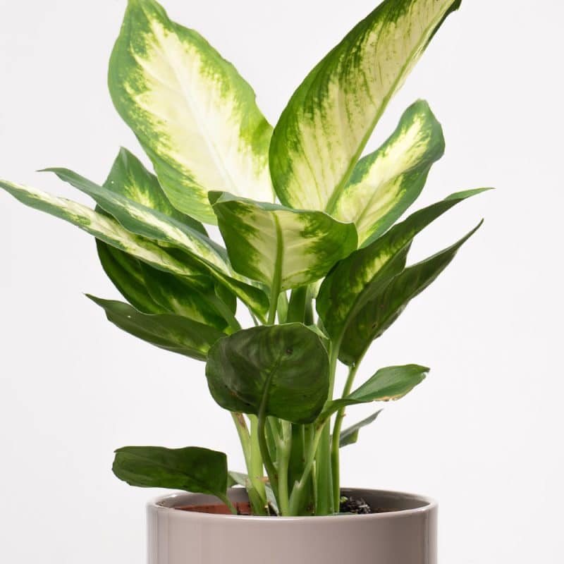 Dieffenbachia in Ceramic Pot - Height 35 cm