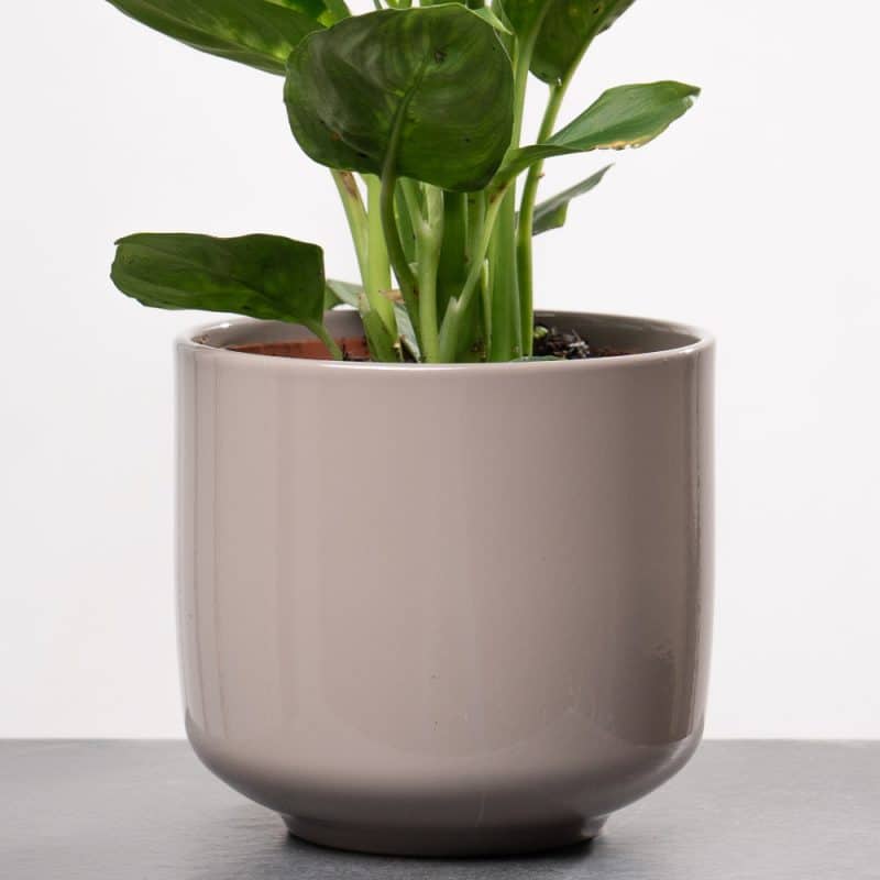 Dieffenbachia in Ceramic Pot - Height 35 cm