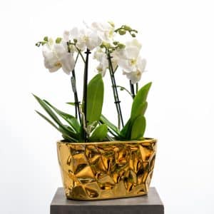 Phalaenopsis in Ceramic Pot (H-44cm)