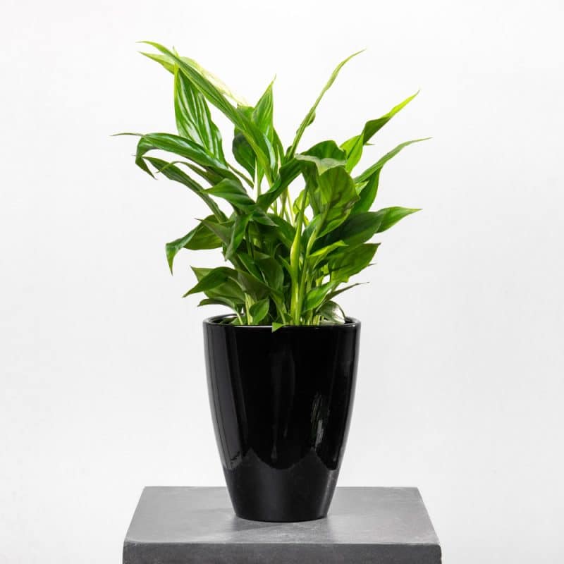 Spathiphyllum