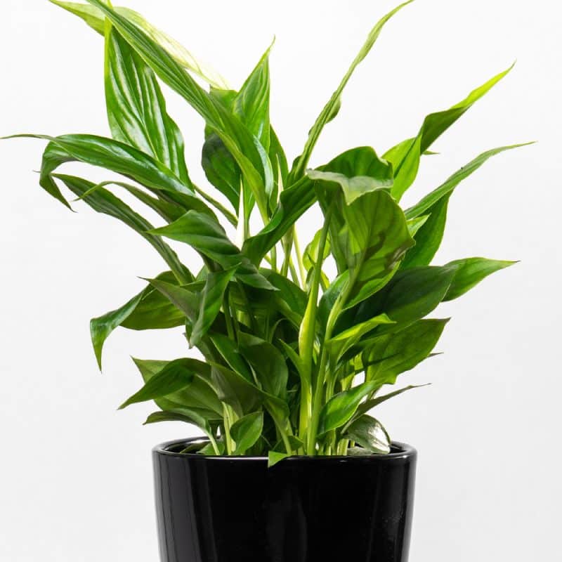 Spathiphyllum in Ceramic Pot - Height 35 cm