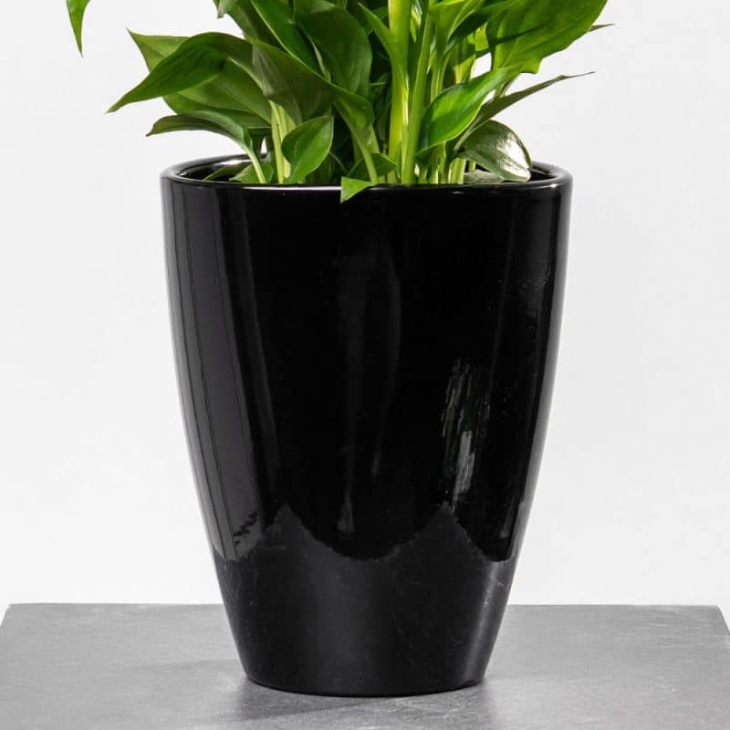 Spathiphyllum in Ceramic Pot - Height 35 cm