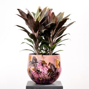 Cordyline in Metal Pot - 60cm