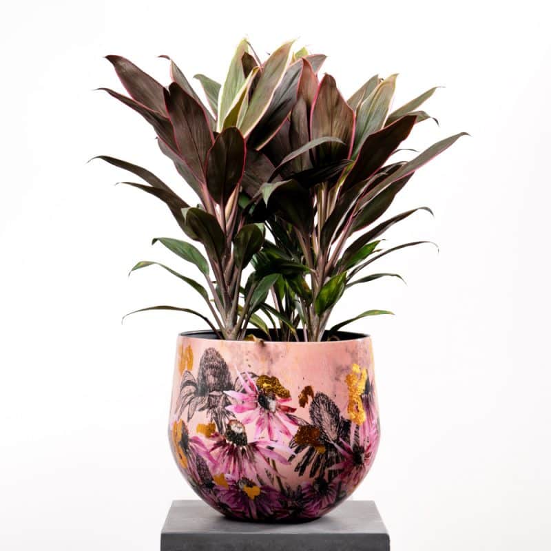 Cordyline in Metal Pot - 60cm