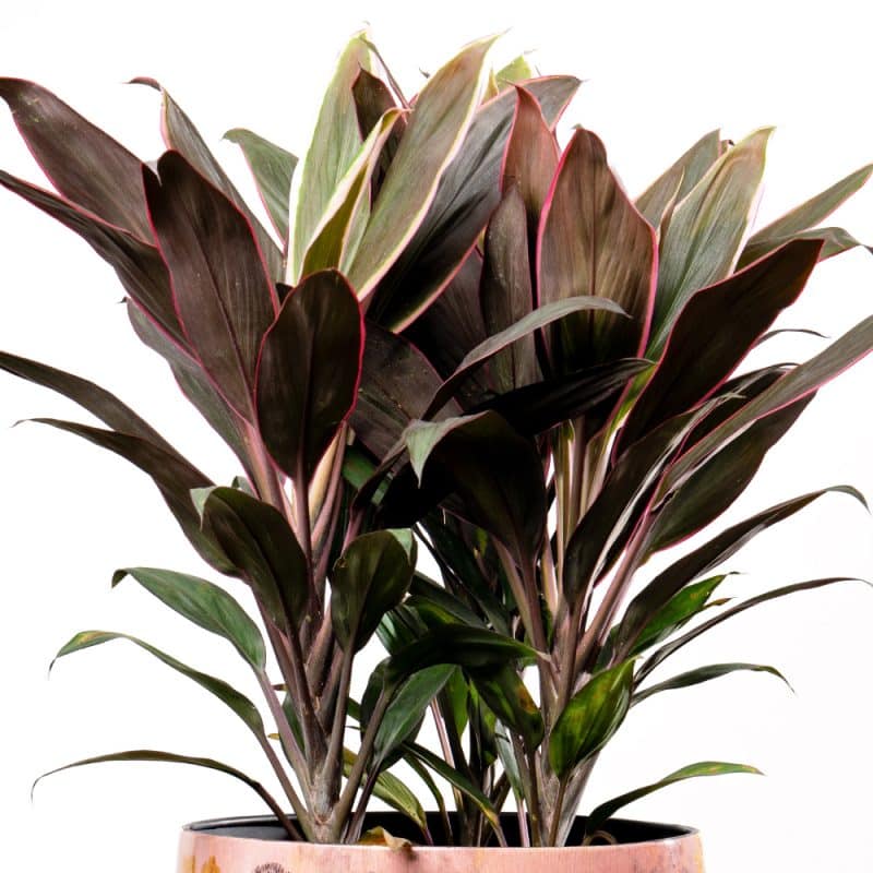 Cordyline in Metal Pot - Height 60 cm