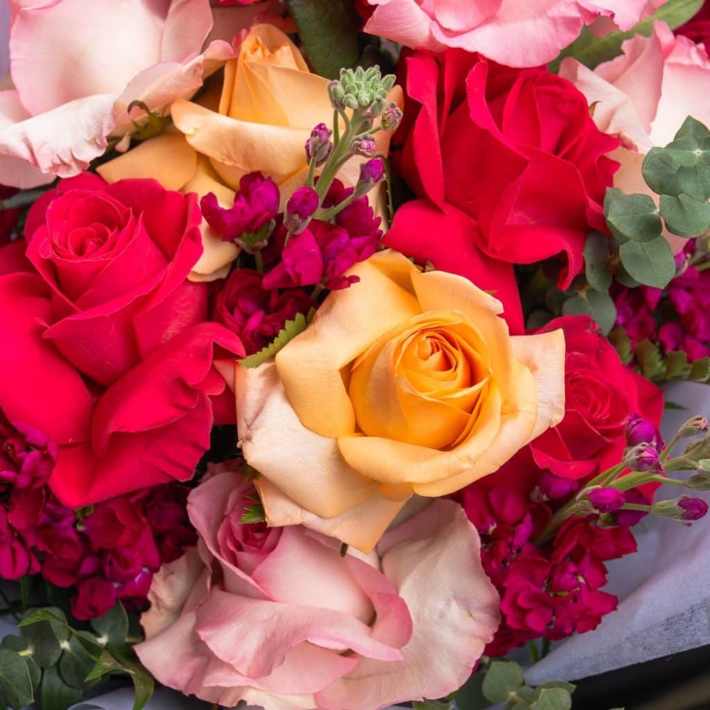 The Meaning of Roses 21 DSC06960